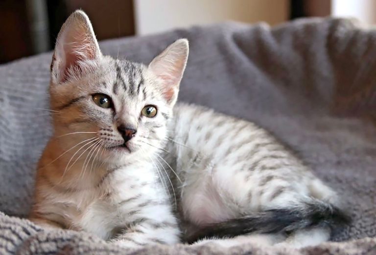 Egyptian Mau Cat Breed AmarPet