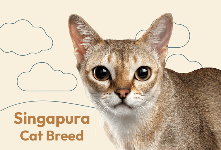 View of Singapura Cat Breed - AmarPet