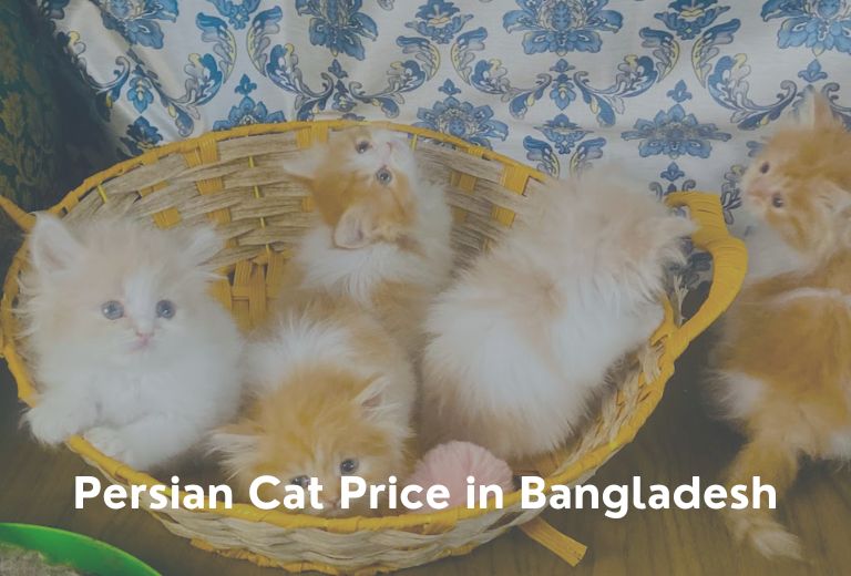 Persian Cat Price in BD AmarPet